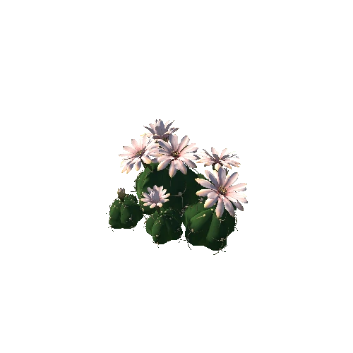 Flower Gymnocalycium horstii 1